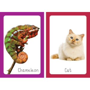 My First Flash Cards - Animals